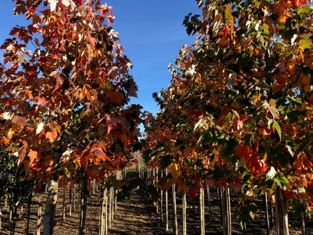 Acer Rubrum Red Sunset (Rote Ahorn) Acer Rubrum Red Sunset (Rote Ahorn)