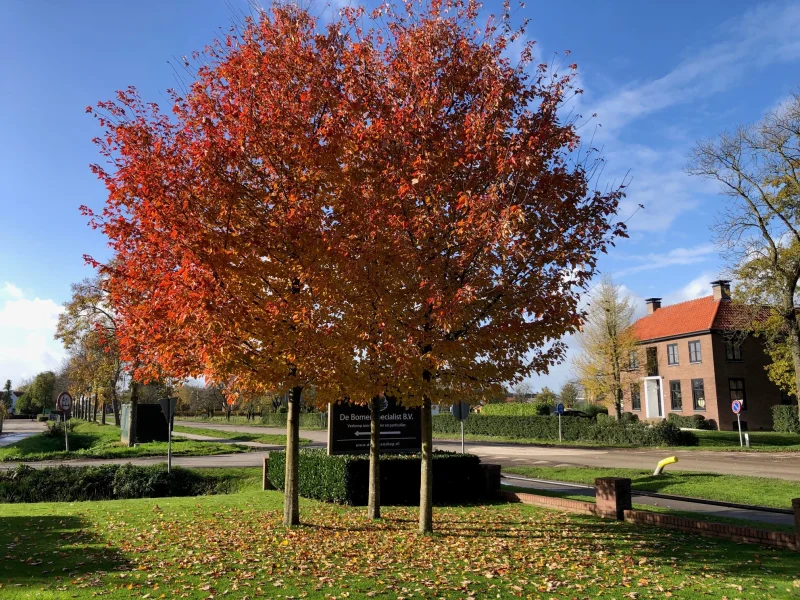 Acer Rubrum Red Sunset (Rode Esdoorn)