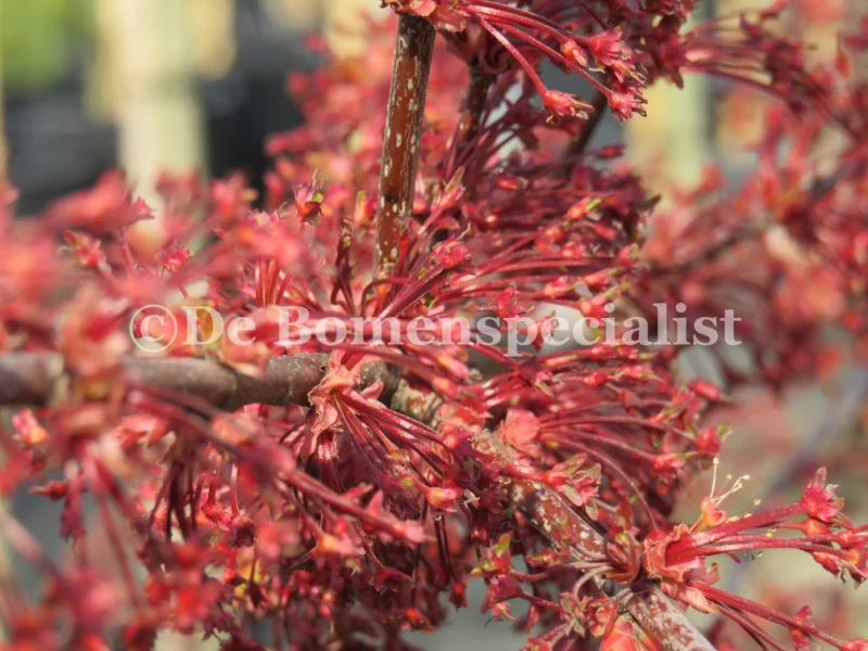 Acer Rubrum Red Sunset (Rode Esdoorn)-3