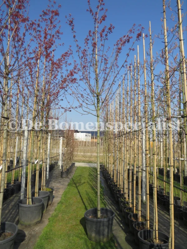 Acer Rubrum Red Sunset (Rode Esdoorn)-4