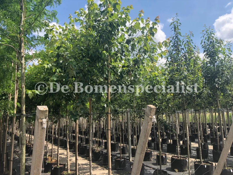 Acer Rubrum Red Sunset (Rode Esdoorn)-5