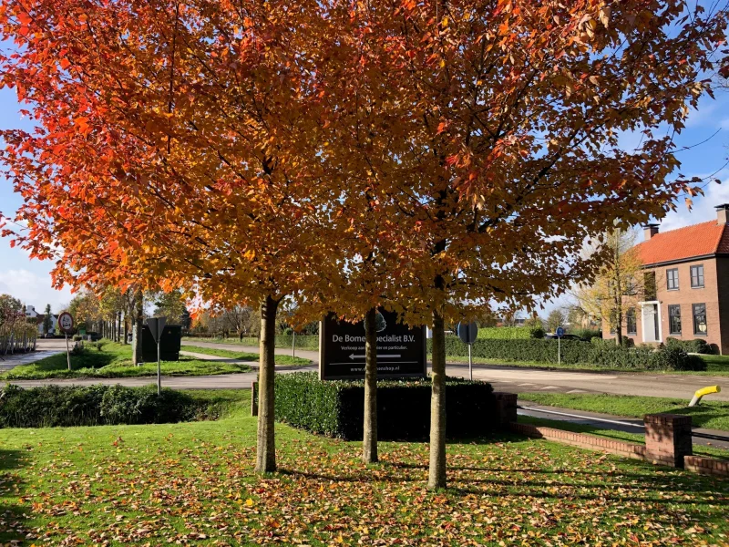 Acer Rubrum Red Sunset (Rode Esdoorn)-6