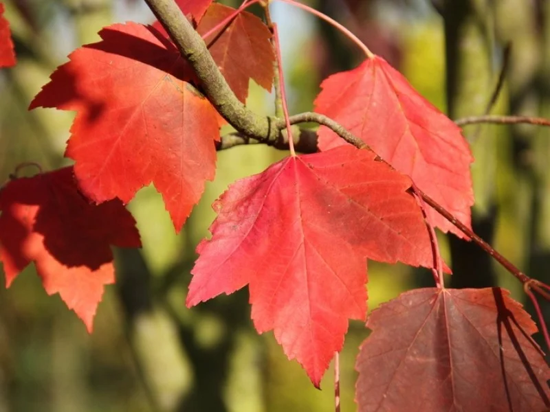 Acer Rubrum Red Sunset (Rode Esdoorn)-7
