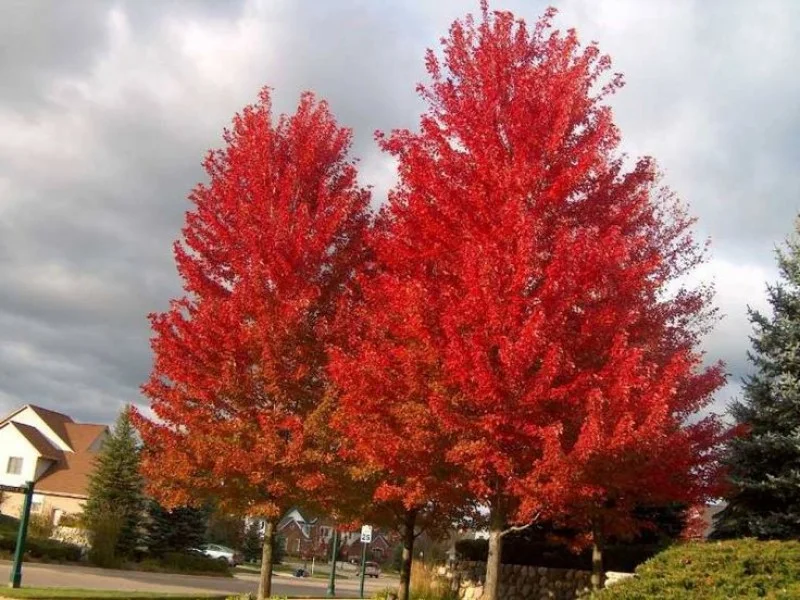 Acer Rubrum October Glory (Rode Esdoorn)-1