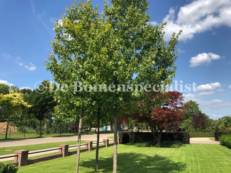Acer Rubrum October Glory (Rode Esdoorn)-2
