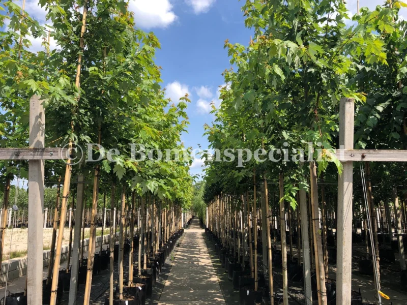 Acer Rubrum October Glory (Rode Esdoorn)-3