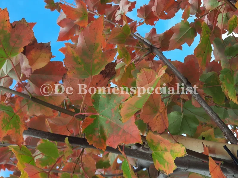 Acer Rubrum October Glory (Rode Esdoorn)-4