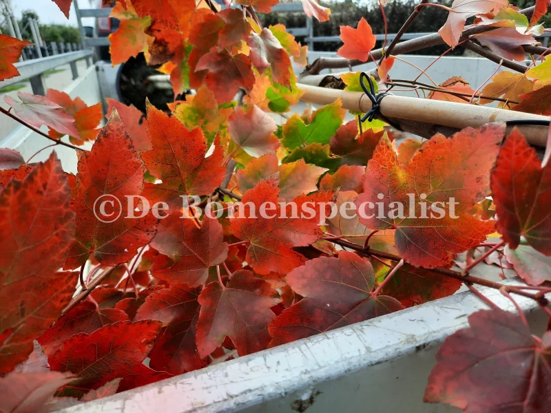 Acer Rubrum October Glory (Rode Esdoorn)-5