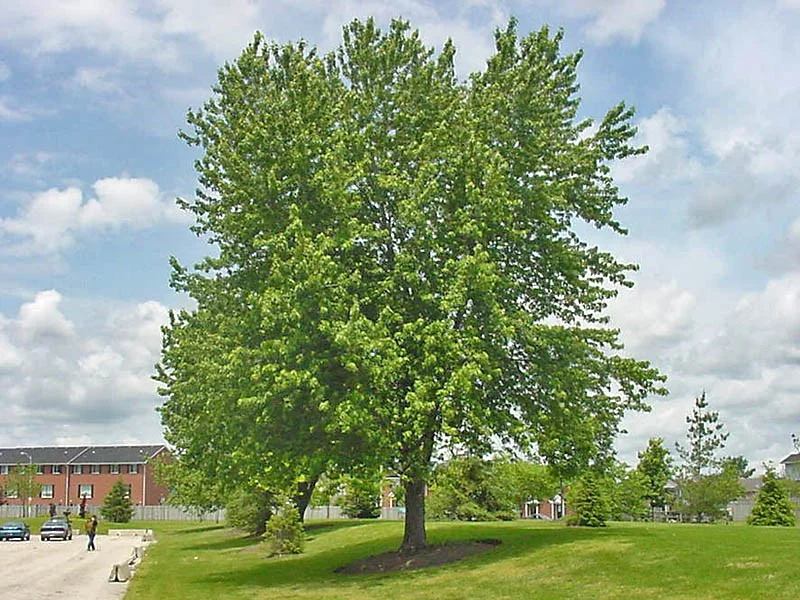 Acer Saccharinum (Zilveresdoorn)-1