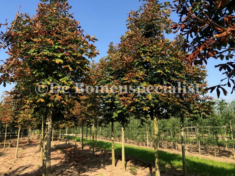Aesculus Hippocastanum (Witte Paardenkastanje)-2