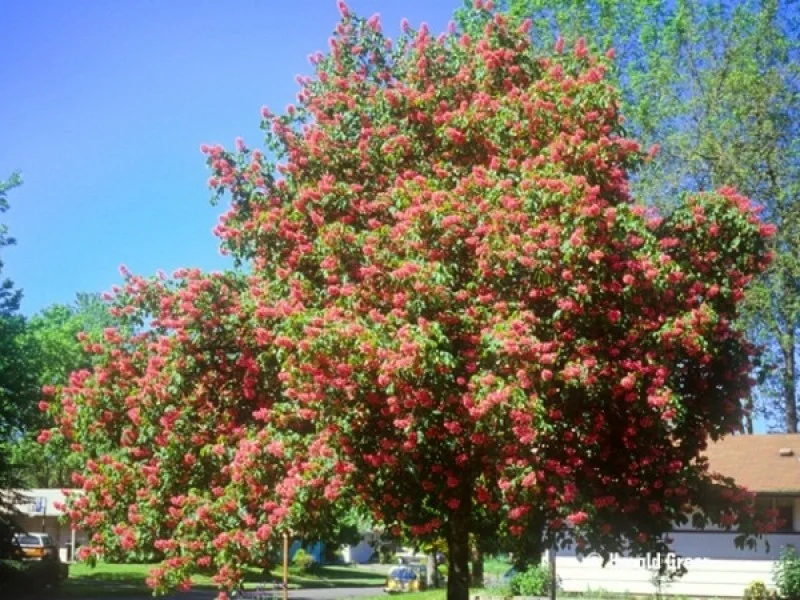 Aesculus Carnea Briotii (Rode Paardenkastanje)