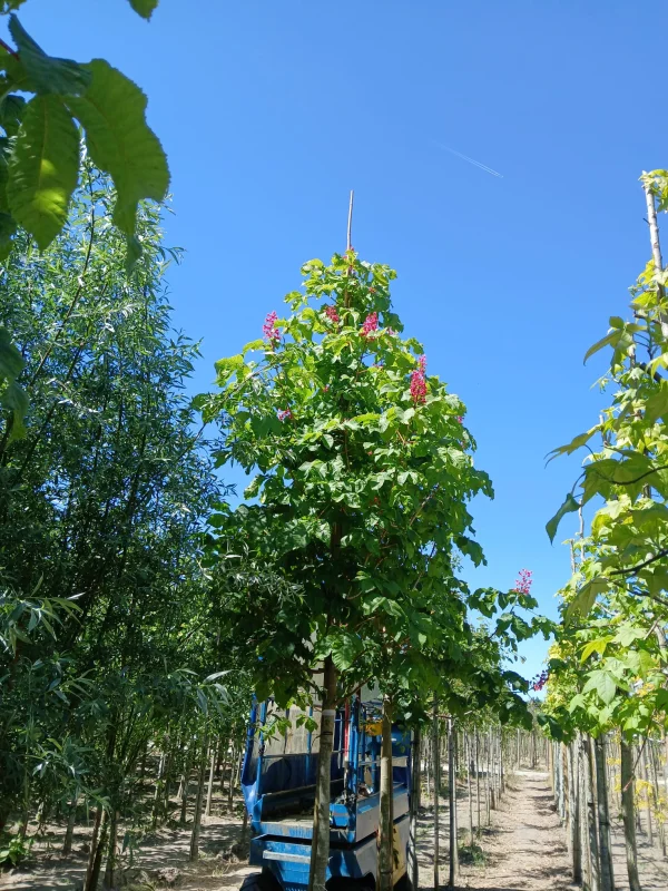 Aesculus Carnea Briotii (Rode Paardenkastanje)-2
