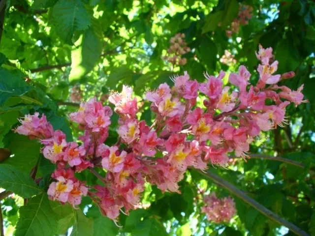 Aesculus Carnea Briotii (Rotblühende Rosskastanie)
