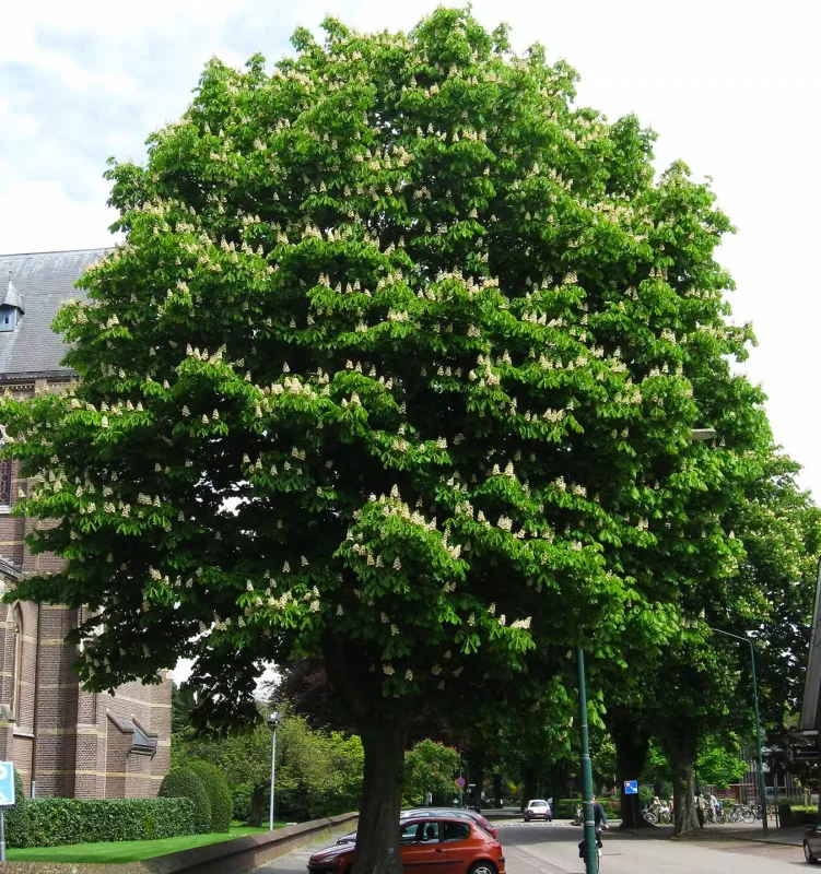 Aesculus Hippocastanum Baumannii (Paardenkastanje)-1