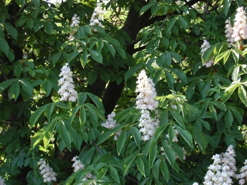 Aesculus Hippocastanum Baumannii (Paardenkastanje)-2