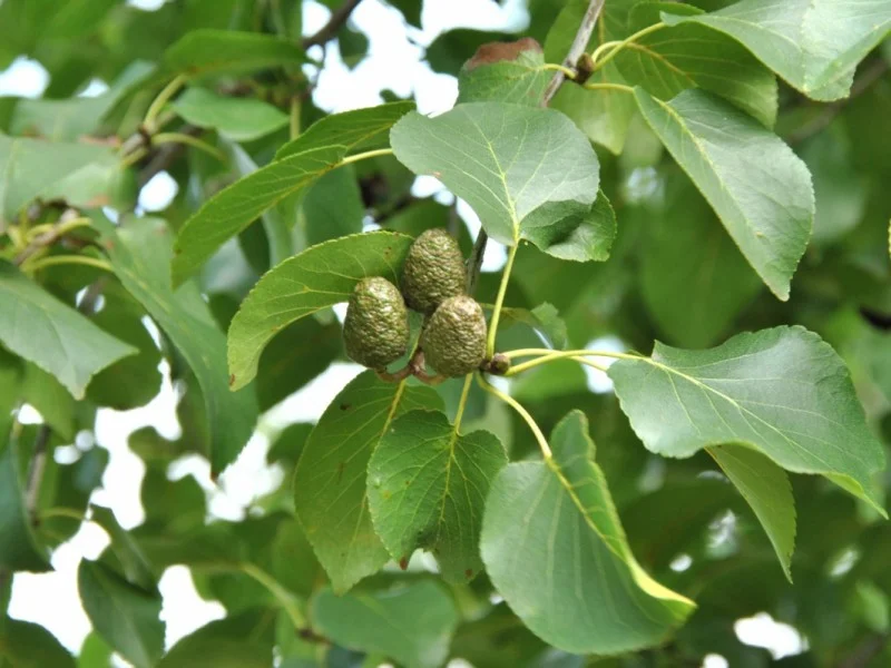 Alnus Cordata (Hartbladige Els)-2