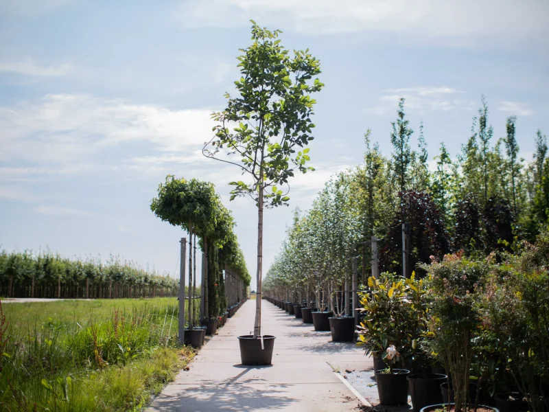 Juglans Regia (Walnoot / Okkernoot)-1