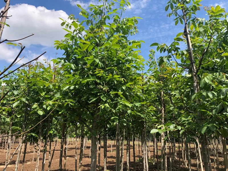 Juglans Regia (Walnoot / Okkernoot)-4