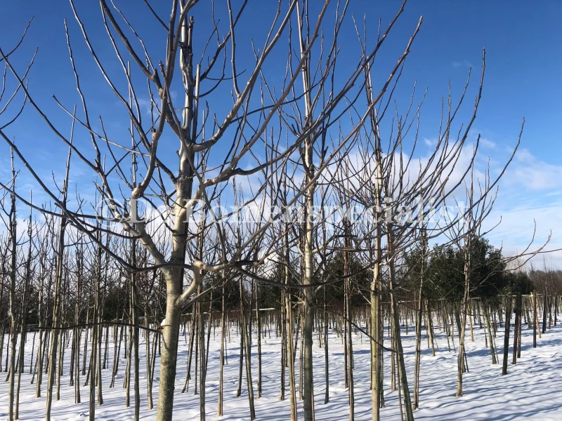 Juglans Regia (Walnoot / Okkernoot)-6