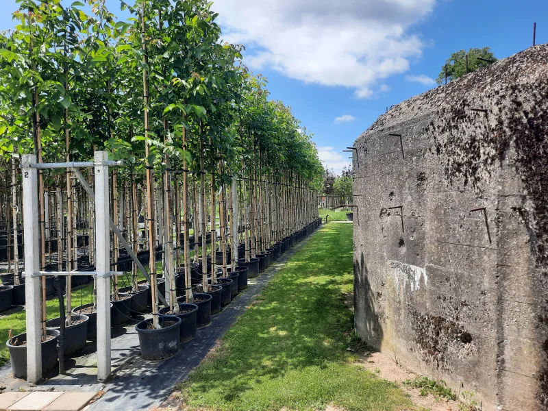 Juglans Regia Buccaneer (Veredelde Walnoot / Okkernoot)