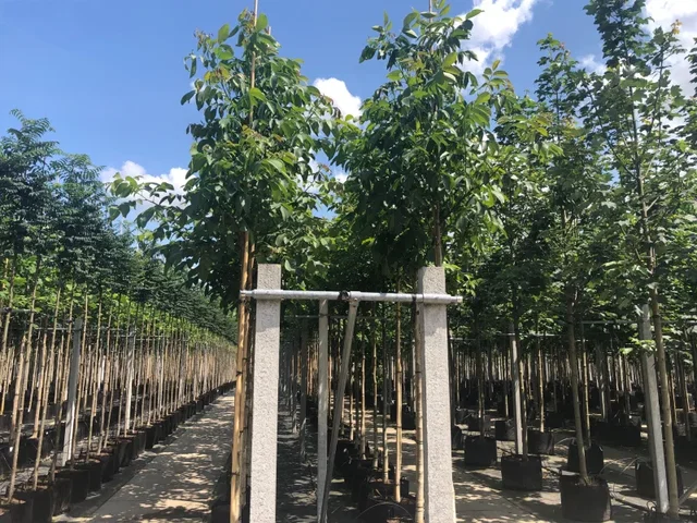 Juglans Regia Broadview (Walnuss/Edelnuss)