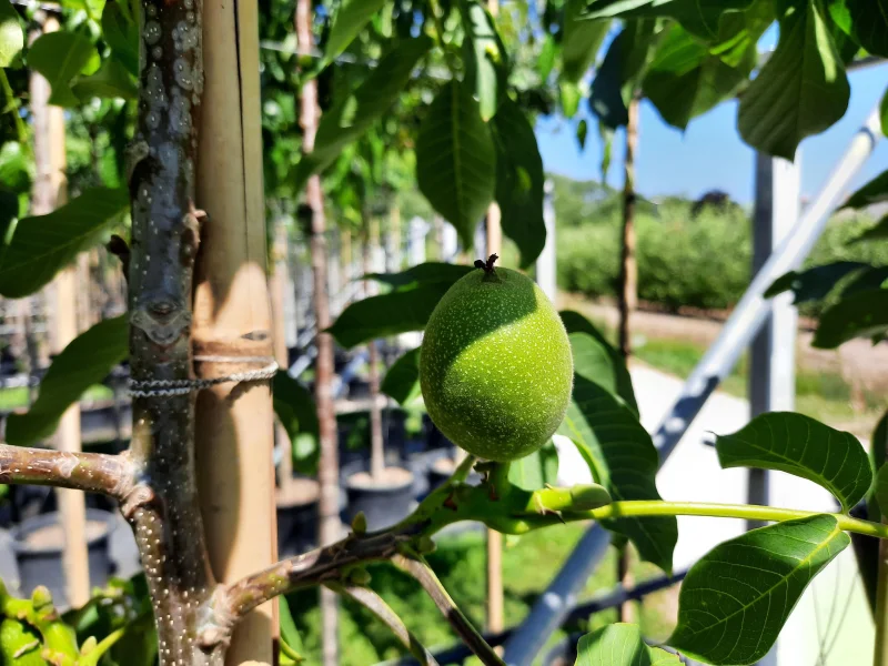 Juglans Regia Broadview (Walnoot / Okkernoot)-4