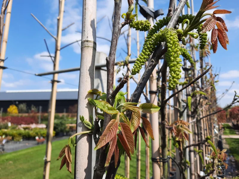Juglans Regia Broadview (Walnoot / Okkernoot)-5