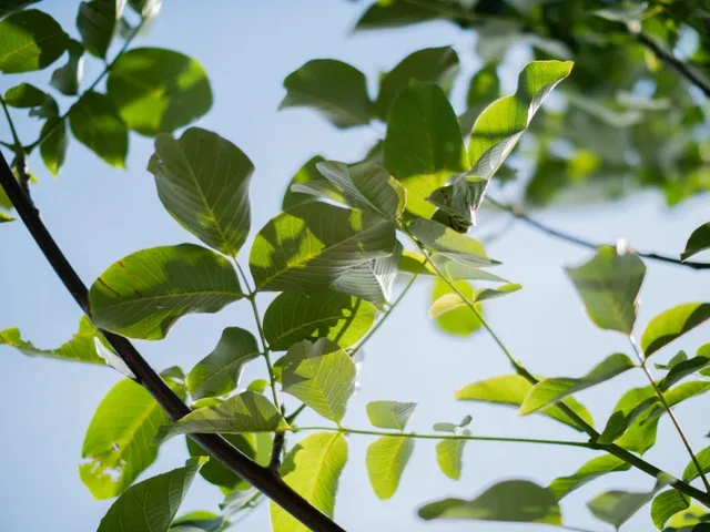 Juglans Regia Broadview (Walnuss/Edelnuss)
