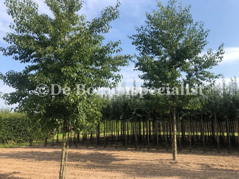 Alnus Glutinosa (Gewone Els / Zwarte Els)