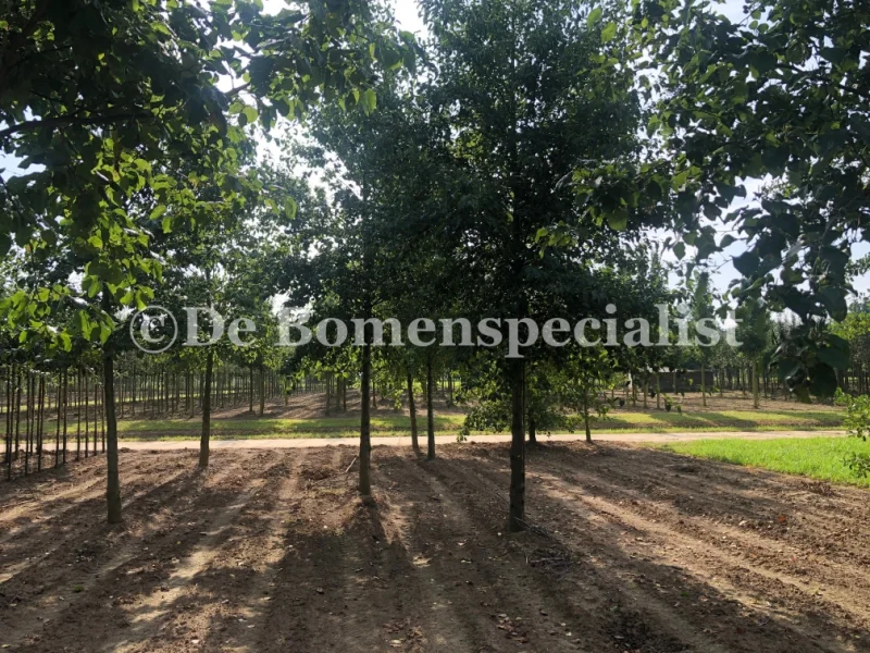 Alnus Glutinosa (Gewone Els / Zwarte Els)-2