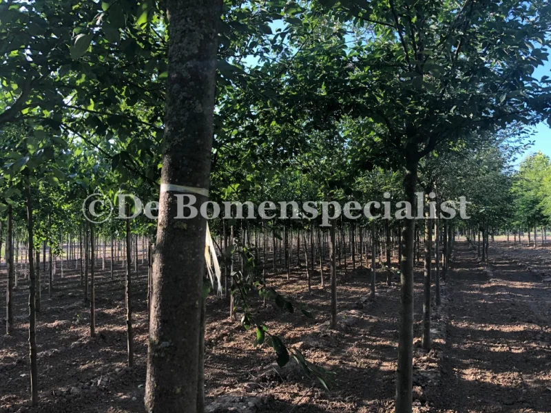 Alnus Glutinosa (Gewone Els / Zwarte Els)-3