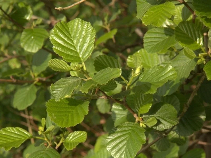 Alnus Glutinosa (Gewone Els / Zwarte Els)-5