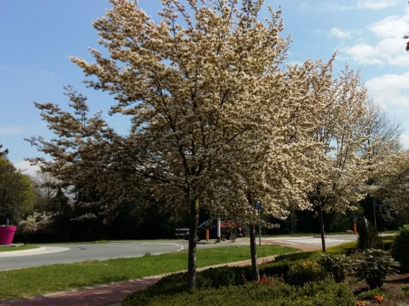 Amelanchier Lamarckii (Krentenboom)