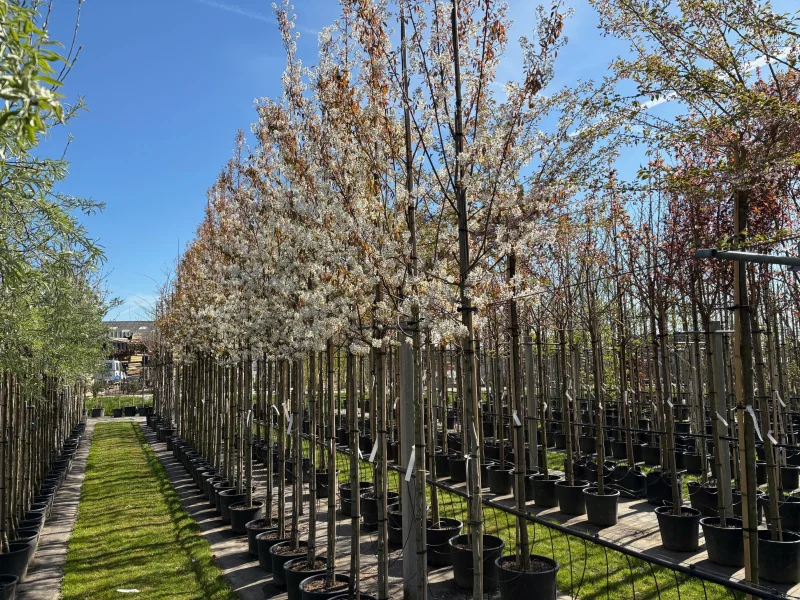 Amelanchier Lamarckii (Krentenboom)