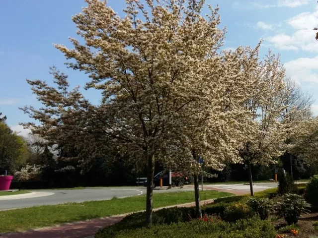 Amelanchier Arborea Robin Hill (Felsenbirne) Amelanchier Arborea Robin Hill (Felsenbirne)