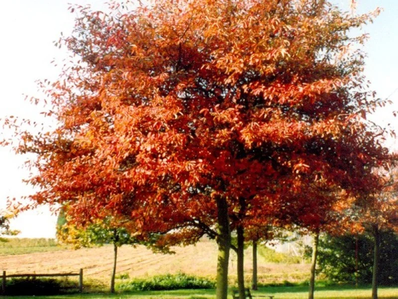 Amelanchier Laevis Ballerina (Krentenboom)-6