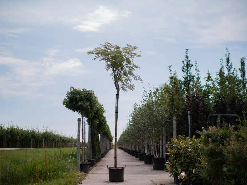 Albizia Julibrissin (Perzische Slaapboom)-1