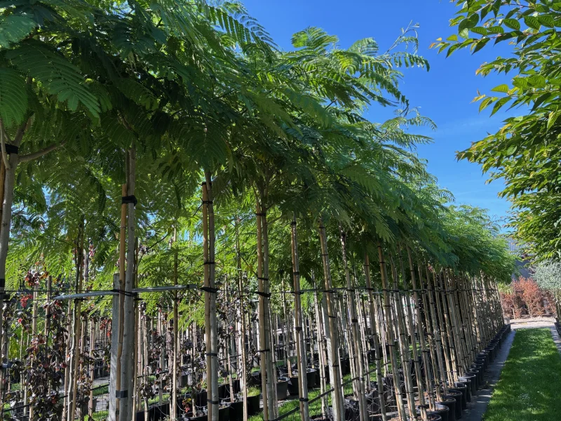 Albizia Julibrissin (Perzische Slaapboom)