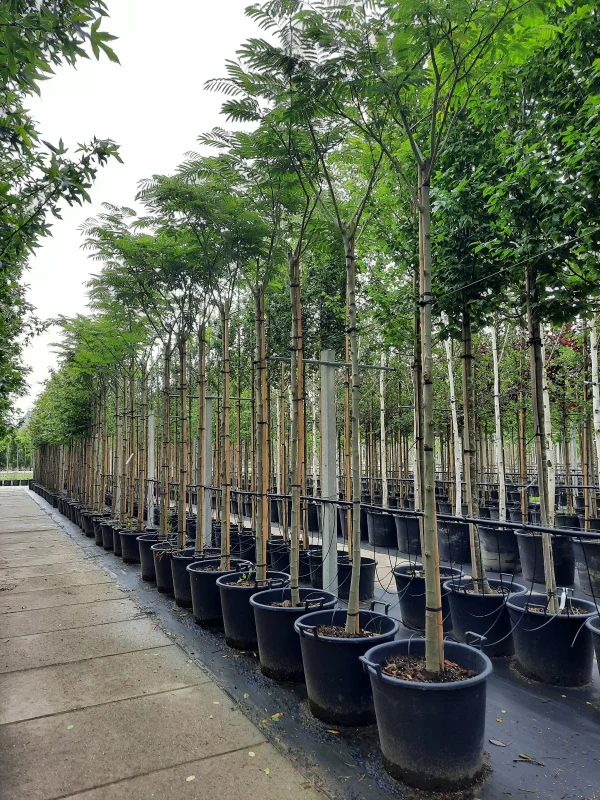 Albizia Julibrissin (Perzische Slaapboom)-3