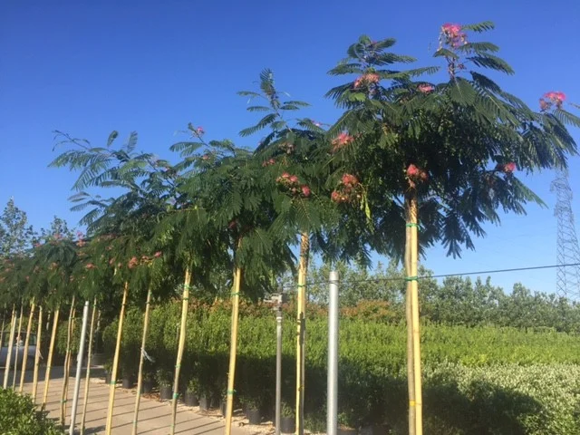Albizia Julibrissin (Perzische Slaapboom)-4