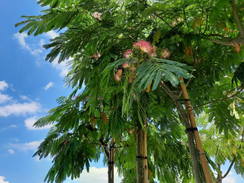 Albizia Julibrissin (Perzische Slaapboom)-5