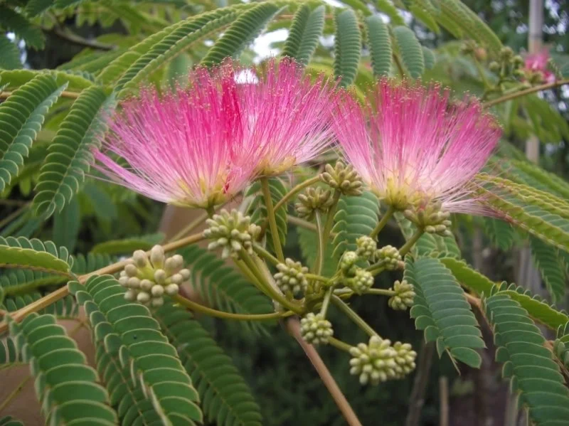 Albizia Julibrissin (Perzische Slaapboom)-6