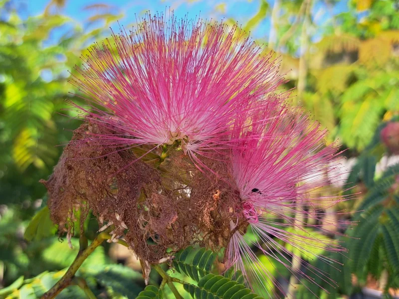 Albizia Julibrissin (Perzische Slaapboom)-7
