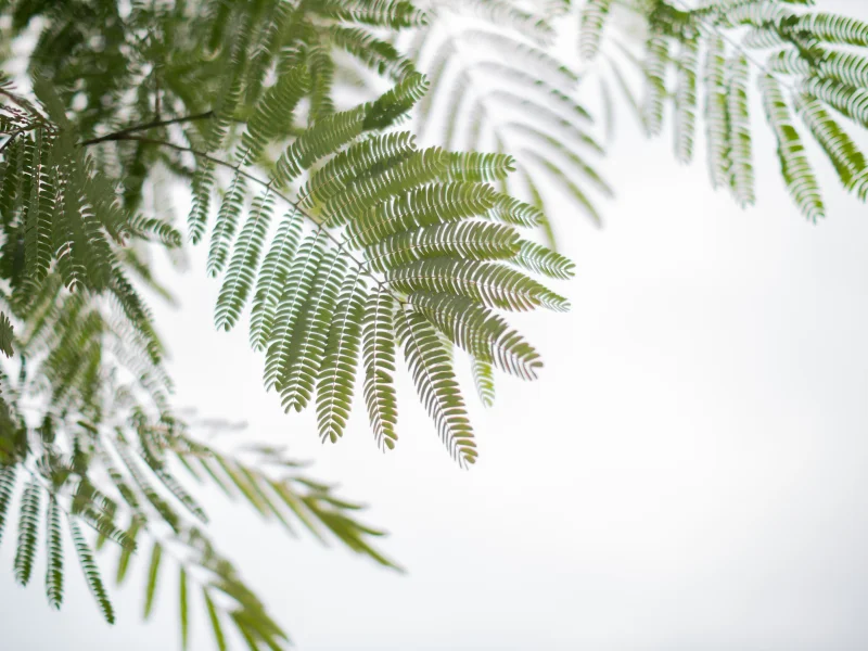 Albizia Julibrissin (Perzische Slaapboom)-8