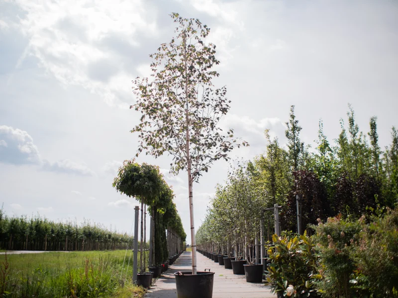 Betula Utilis Doorenbos (Witte Berk / Himalayaberk)-1