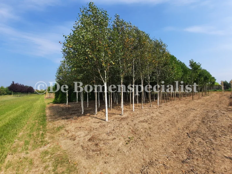 Betula Utilis Doorenbos (Witte Berk / Himalayaberk)