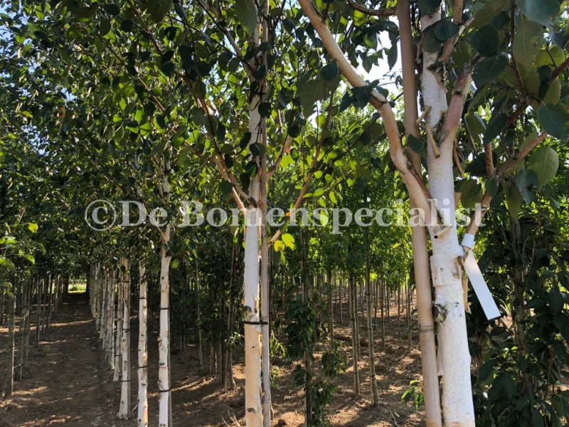 Betula Utilis Doorenbos (Witte Berk / Himalayaberk)-4