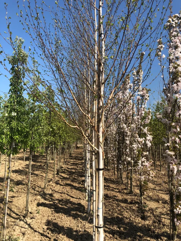 Betula Utilis Doorenbos (Witte Berk / Himalayaberk)-5