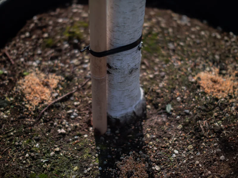 Betula Utilis Doorenbos (Witte Berk / Himalayaberk)-6