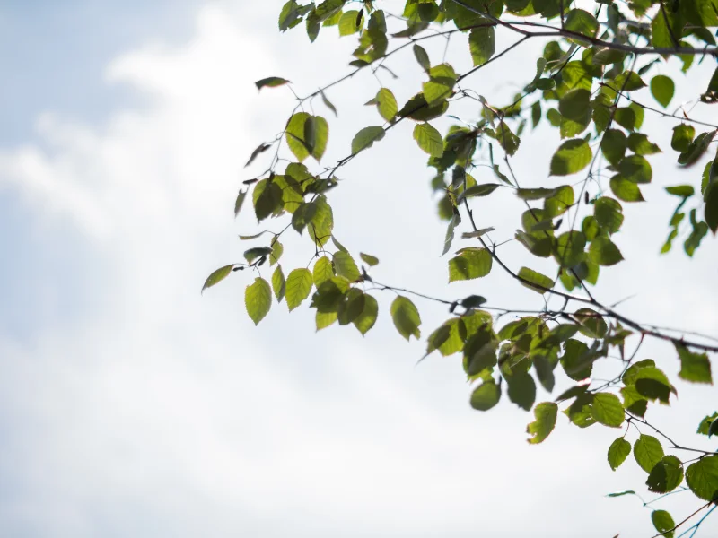 Betula Utilis Doorenbos (Witte Berk / Himalayaberk)-8